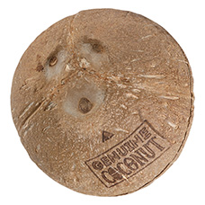 Noix de coco à boire la pièce